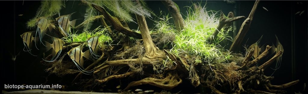 Flooded Banks of Rio Nanay, Peru During Rainy Season, 30_th place in Biotope Aquarium Design Contest 2020