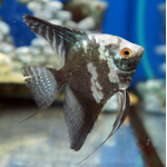 Скалярия Пиной (M) (Pterophyllum scalare Pinoy)