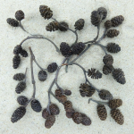 DECOTOP Alder Cones XS - Шишки ольхи до 15 мм, 40 шт.