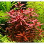 Людвигия перуанская Даймонд (с грузом) (Ludwigia Peruensis)