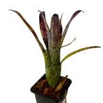 Неорегелия (Neoregelia Pauciflora)