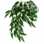 Тропическое растение Exo Terra Jungle Plants Рускус среднее, 55х25 см