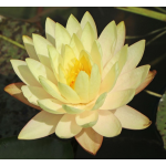 Нимфея Marliacea Chromatella желтая (пророщенная)