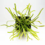 Росянка капская (Drosera Capensis Alba)