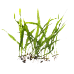 Папоротник тайландский Узколистный (с грузом) (Microsorum pteropus)
