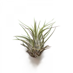 Тилландсия микс