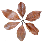 DECOTOP Magnolia M – Листья магнолии, 20-25 см, 10 шт.