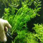 Папоротник индийский (в горшке) (Ceratopteris thalicroides)