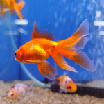 Золотая рыбка Веерохвост красный М (Carassius auratus auratus)