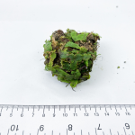 Мох (Marchantia Polymorpha)