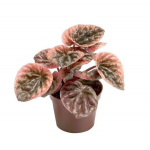 Пеперомия (Peperomia caperata abricos)