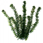 Растение аквариумное Tetra Green Cabomba L с утяжелителем, 30 см