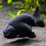 Золотая рыбка Ранчу черный M (Carassius auratus)