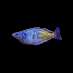 Радужница Боэсмена (самцы) (Melanotaenia boesemani)