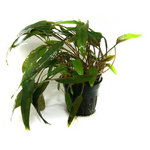 Криптокорина Вендта Ми Ойя (Cryptocoryne wendtii "Mi Oya") (меристема)