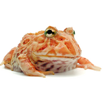 Рогатка Кранвелла Strawberry