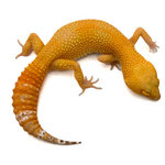 Эублефар пятнистый Super Hypo Tangerine Carrot Tail (SHTCT) L