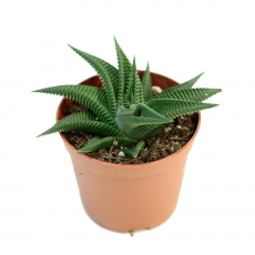 Хавортия лимифолия (Haworthia limifolia) 8'