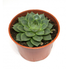 Эхеверия элеганс (Echeveria elegans) 8'