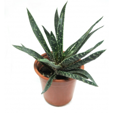 Гастералоэ гибридное (Gasteraloe hybr.) 8'