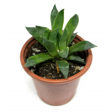 Хавортия магнифика (Haworthia magnifica) 8'