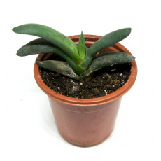 Гастерия гломерата (Gasteria glomerata) 8'