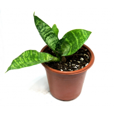 Сансевиерия Ханни (Sansevieria Hahnii) МИКС