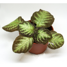 Эписция (Episcia sp.) 10'