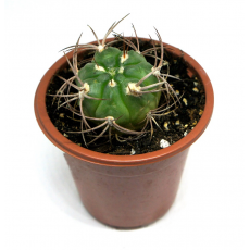 Гимнокалициум кастеланоса (Gymnocalycium castellanosii) 8'