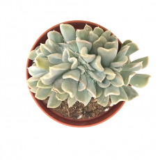 Эхеверия руньон "Топси-Турви" (Echeveria runyonii "Topsy-Turvy") 8'
