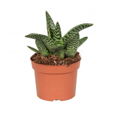 Алоэ вариегата (Aloe variegata) 8'