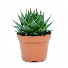 Алоэ "Космо" (Aloe "Cosmo") 8'