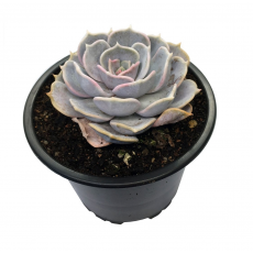 Эхеверия лилацина (Echeveria lilacina) 8'
