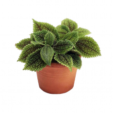 Пилея инволукрата (обернутая) (Pilea involucrata) 10'