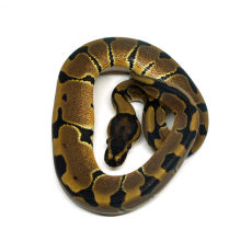 Королевский питон (Blade poss het Clown), самка