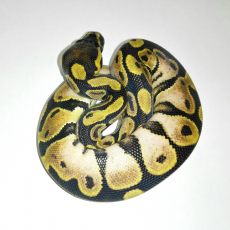 Королевский питон (Calico), S