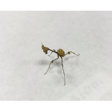 Богомол Скрипка