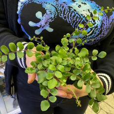 Пилея Rotundifolia