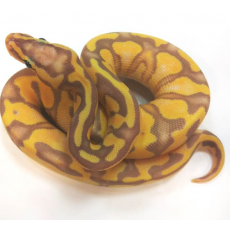 Королевский питон (Banana Enchi)
