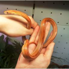 Полоз маисовый Striped het Caramel, Amel, Anery phet Diffused S самка