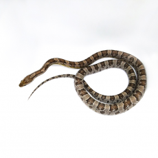 Полоз маисовый Anery phet Amel, Lavender, Stripe, Hypo 2018 самец М
