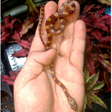 Полоз маисовый Hypo Blood Red