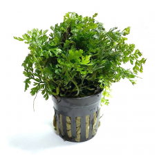 Папоротник Болбитис Бэби Лив (в горшке) (Bolbitis sp. Baby Leaf)