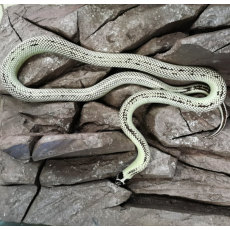 Королевская змея, californiae Striped, L