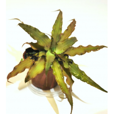 Криптантус бесстебельный (Cryptanthus acaulis), размер L