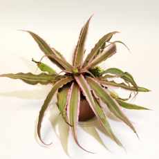Криптантус двуполосый (Cryptanthus bivittatus « pink starlight»), размер XL