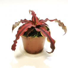 Криптантус двуполосый (Cryptanthus bivittatus «red star»), размер L