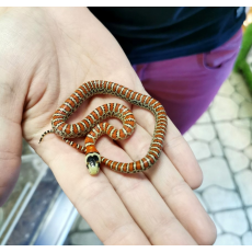 Королевская змея горная кноблоха (Lampropeltis pyromelana knoblochi) S