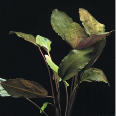 Криптокорина Бласса (в горшке)