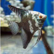 Скалярия Пиной (M) (Pterophyllum scalare Pinoy)